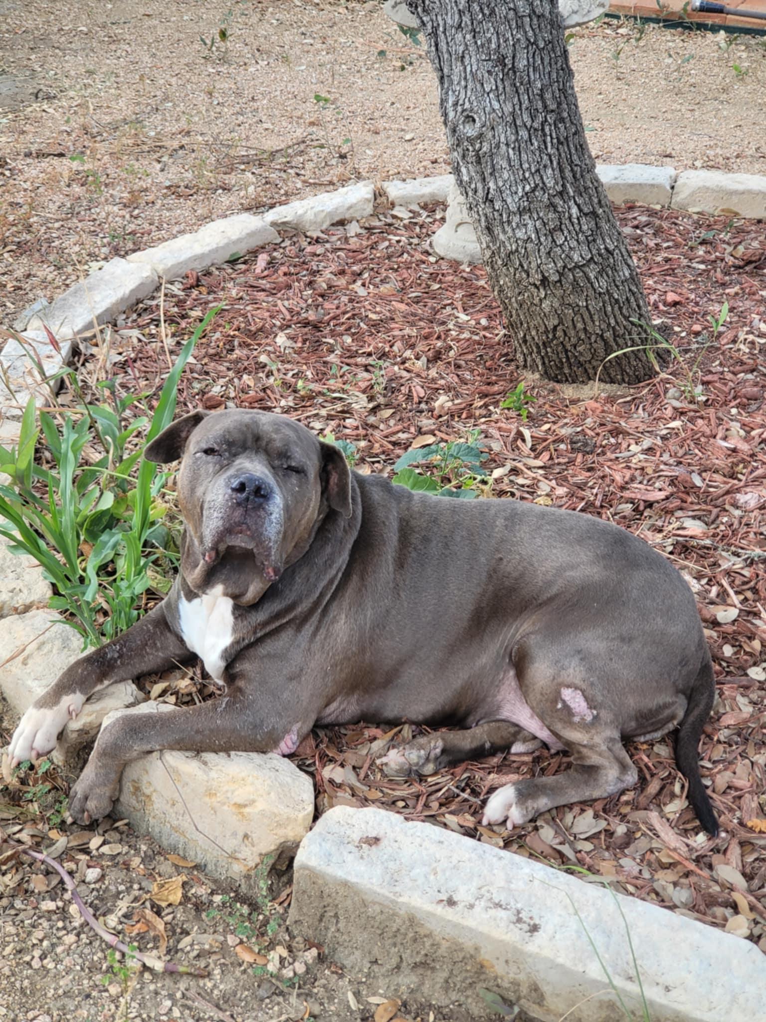 Sassy, an adoptable Bullmastiff in Mico, TX, 78056 | Photo Image 1