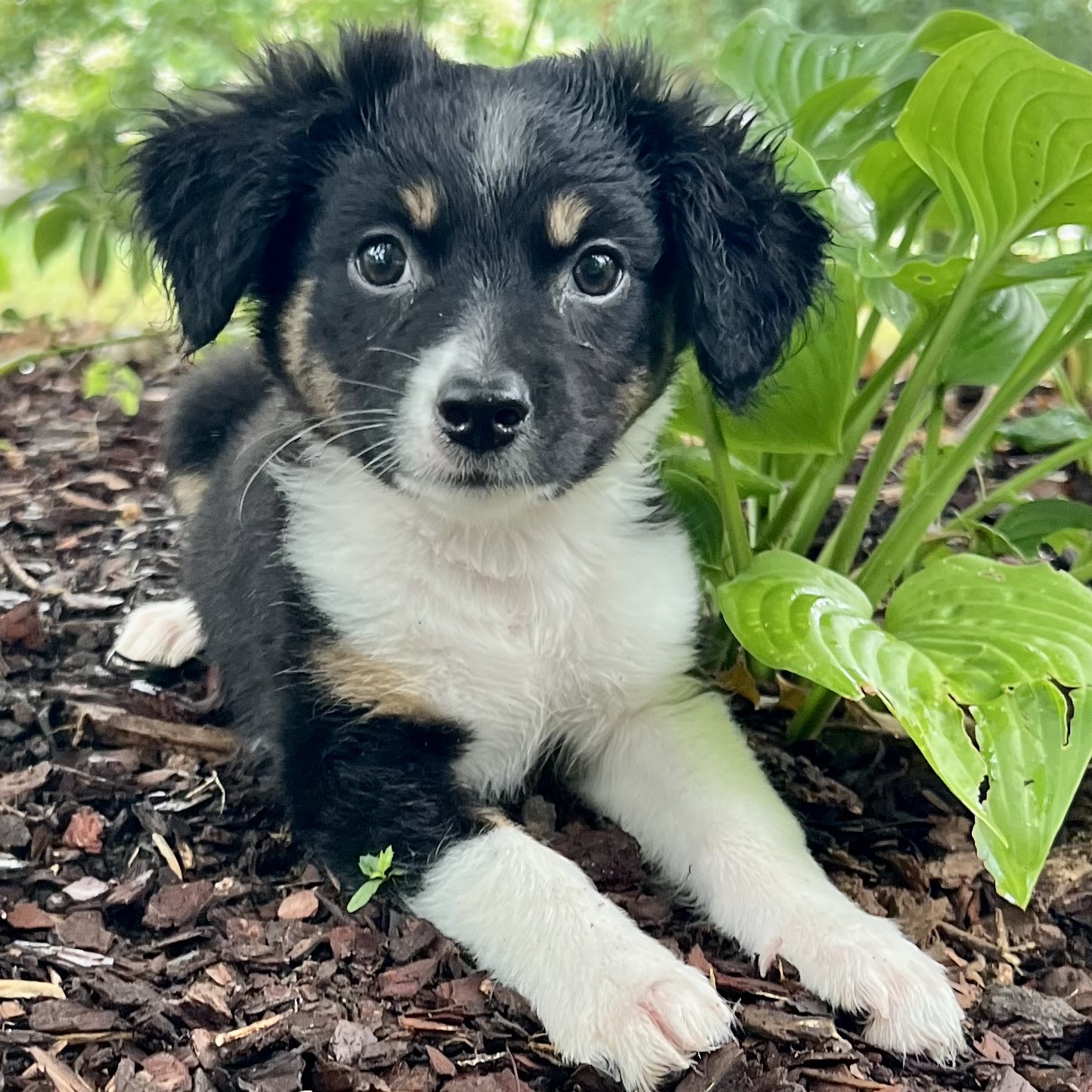 Britt, an adopted Australian Shepherd in Thompson's Station, TN_image-1