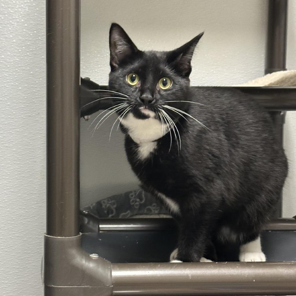 Enlarge Spark, a Adoptable Domestic Short Hair in Blue Ridge, GA image 2/2