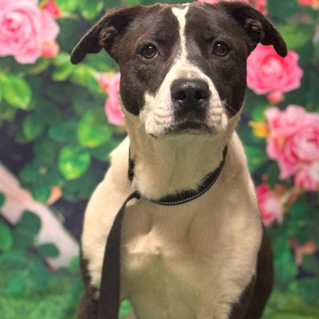 Enlarge Urgent Ashton, an adoptable Mixed Breed in El Reno, OK image 1/3