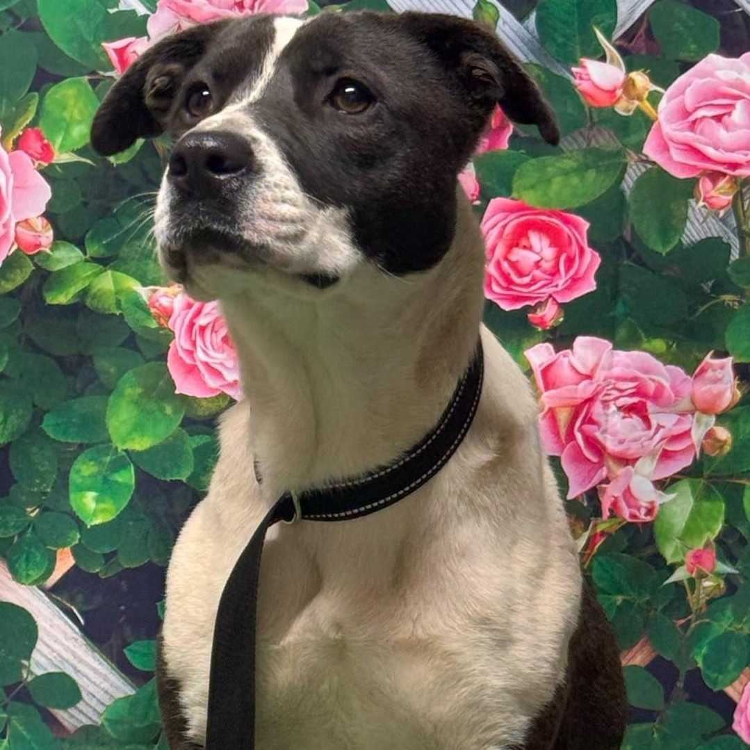 Enlarge Urgent Ashton, an adoptable Mixed Breed in El Reno, OK image 2/3