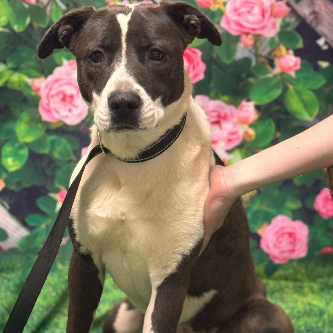 Enlarge Urgent Ashton, an adoptable Mixed Breed in El Reno, OK image 3/3