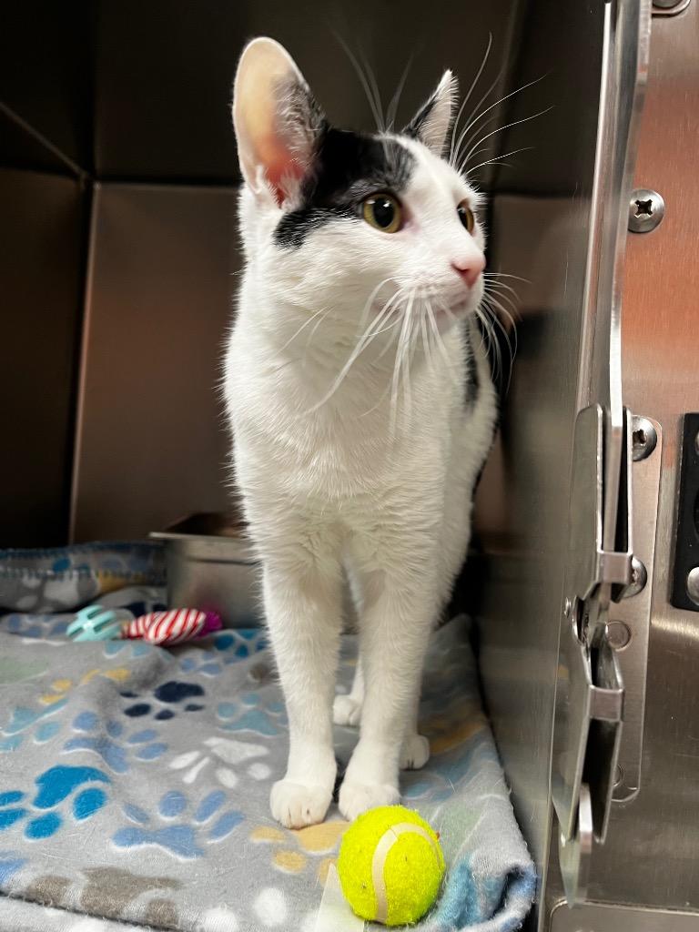 Enlarge Kiki, a Adopted mixed breed in Logan, UT image 1/1
