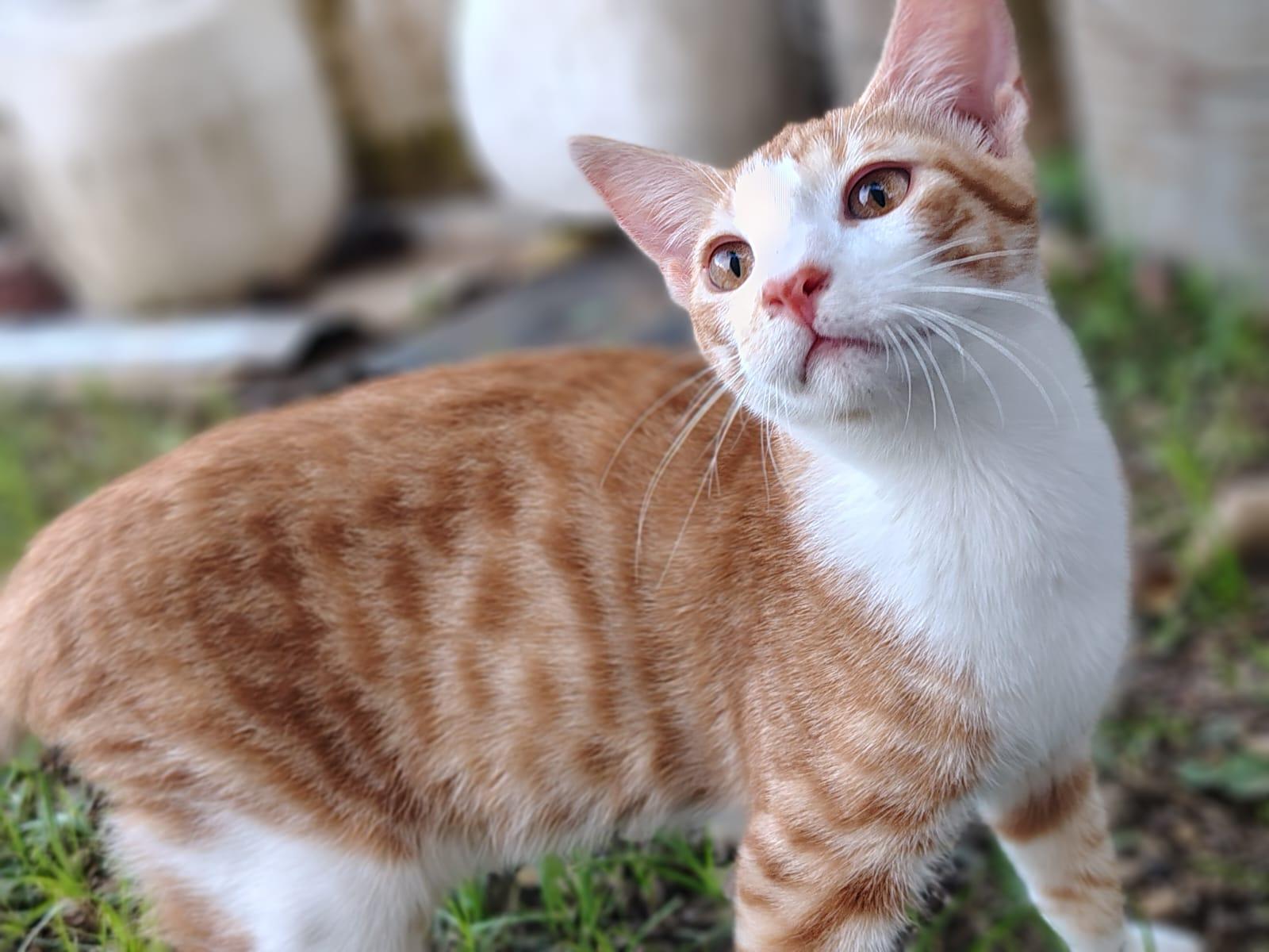 Ares, adopted, Kitten Male Domestic Short Hair.