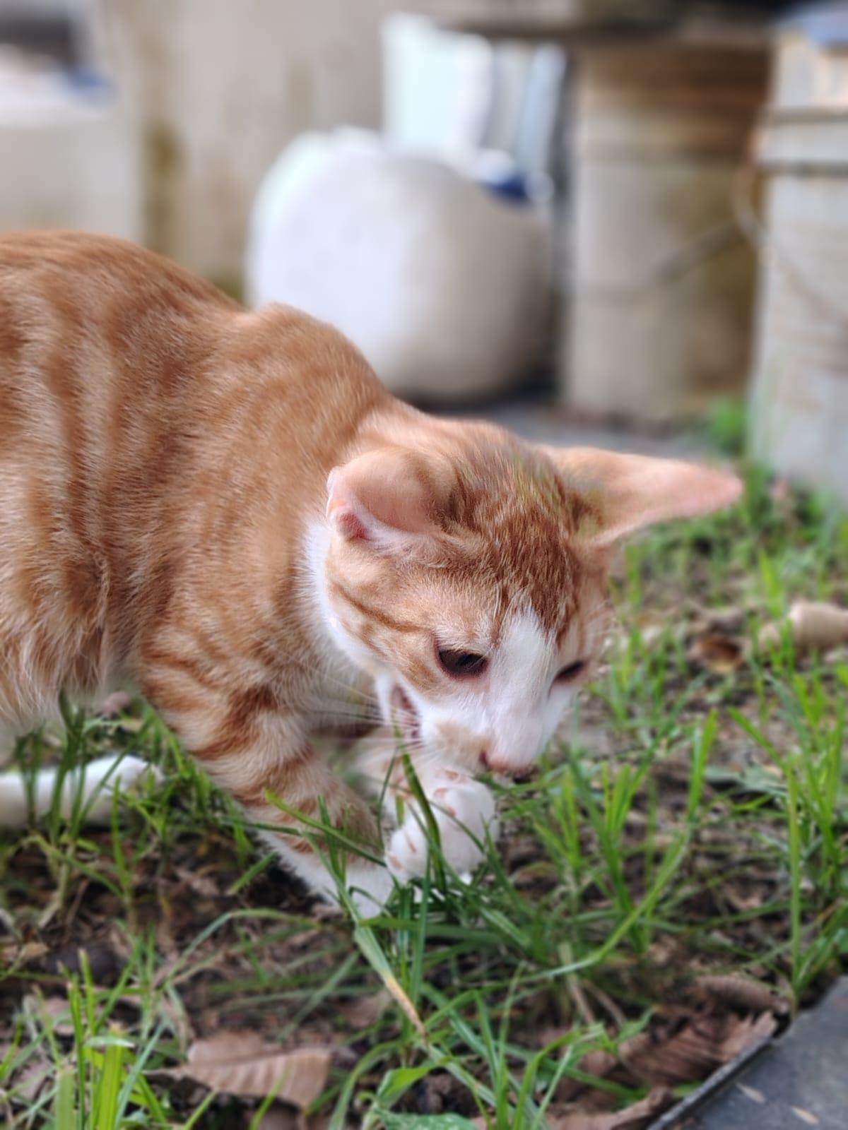 Ares, an adopted Domestic Short Hair in Franklin, MA image 2/4