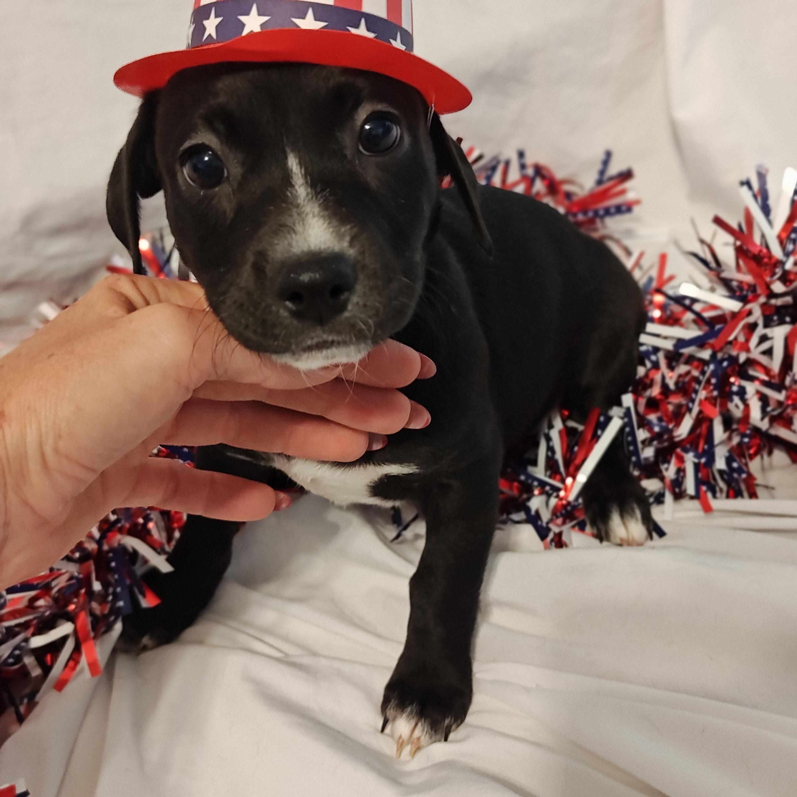 Precious, an adoptable Terrier Mix in Salisbury, MD_image-1