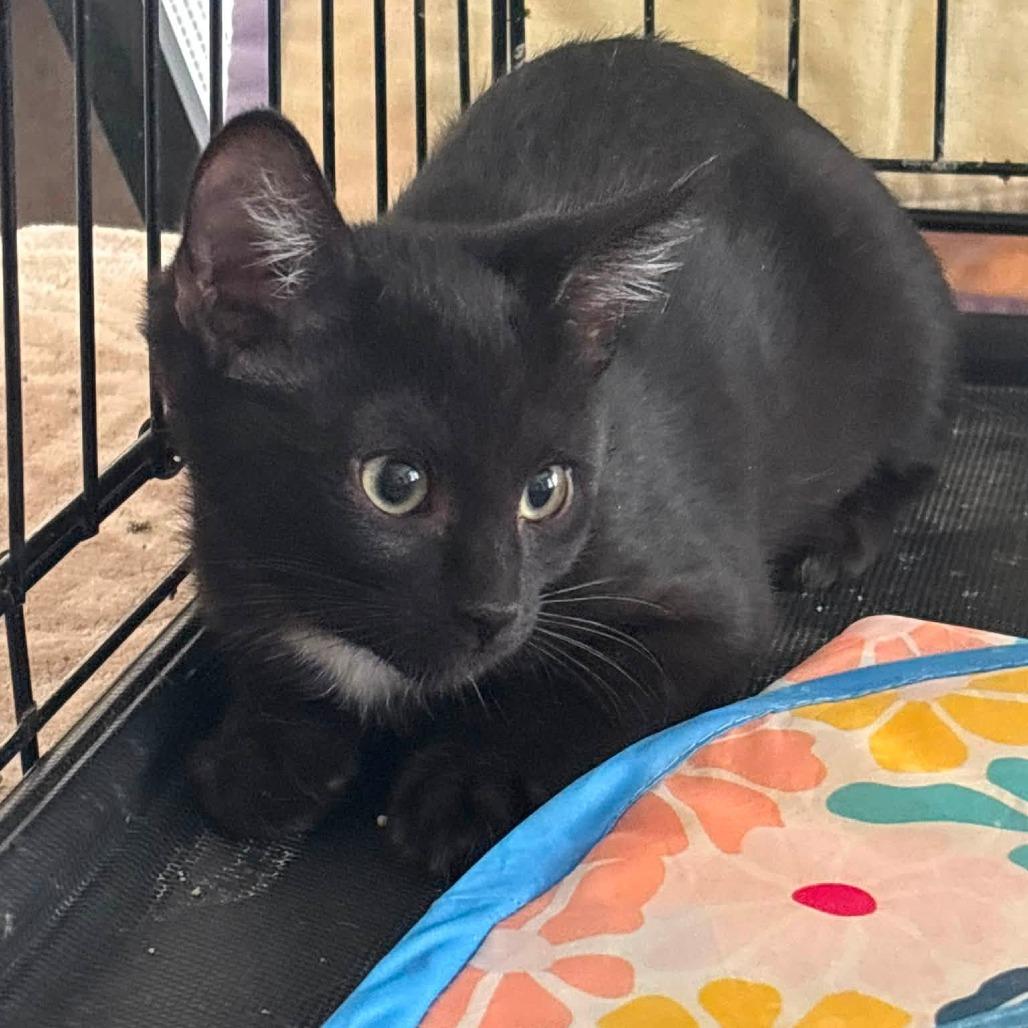 Maxwell, Adoptable, Kitten Male Domestic Short Hair.