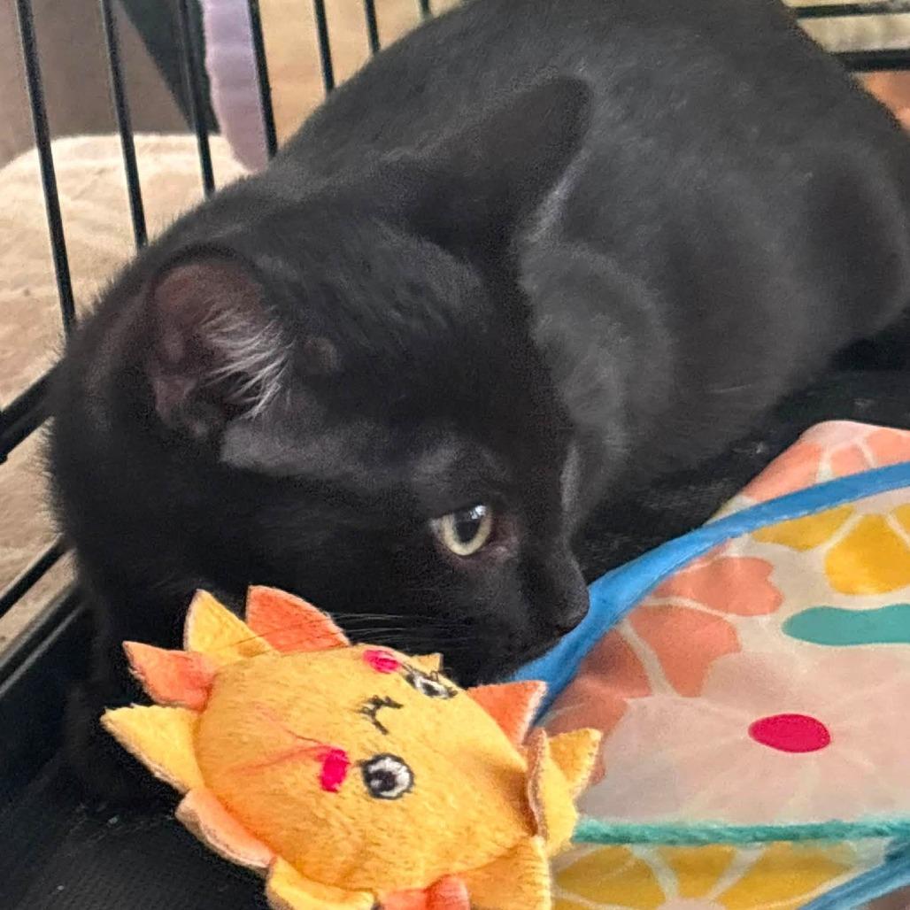 Enlarge Maxwell, a Adoptable Domestic Short Hair in Wichita, KS image 2/6