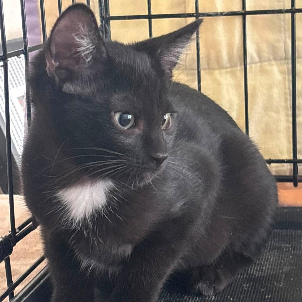 Enlarge Maxwell, a Adoptable Domestic Short Hair in Wichita, KS image 3/6