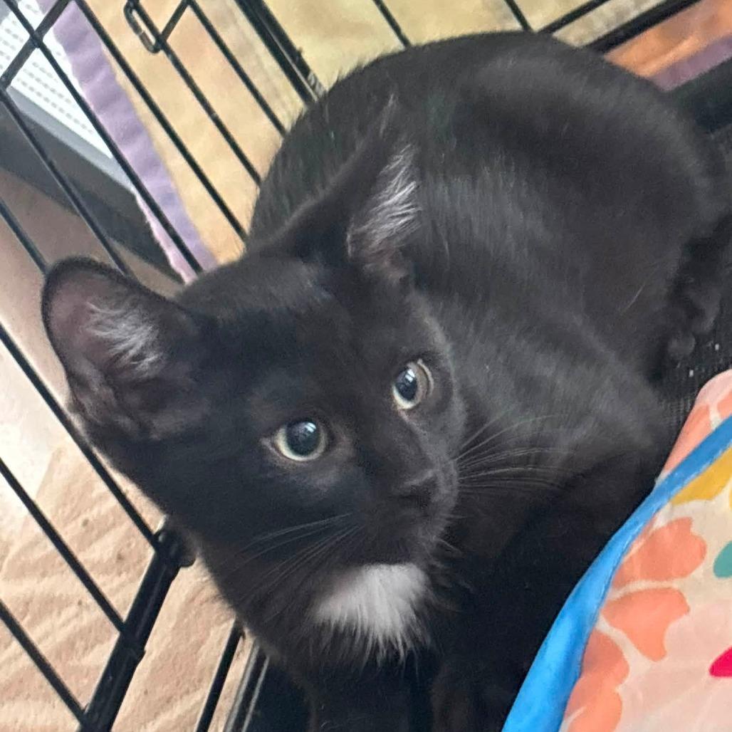 Enlarge Maxwell, a Adoptable Domestic Short Hair in Wichita, KS image 4/6