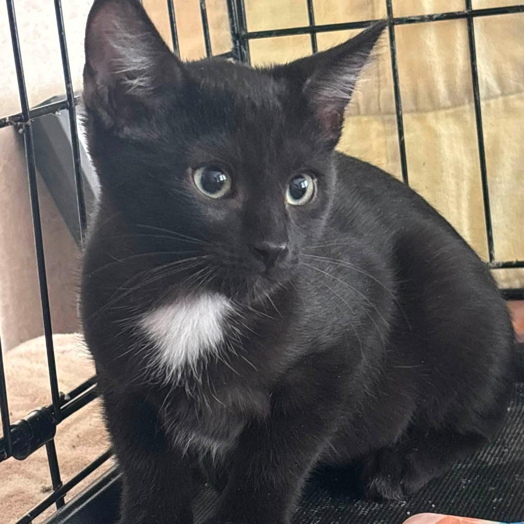 Enlarge Maxwell, a Adoptable Domestic Short Hair in Wichita, KS image 5/6