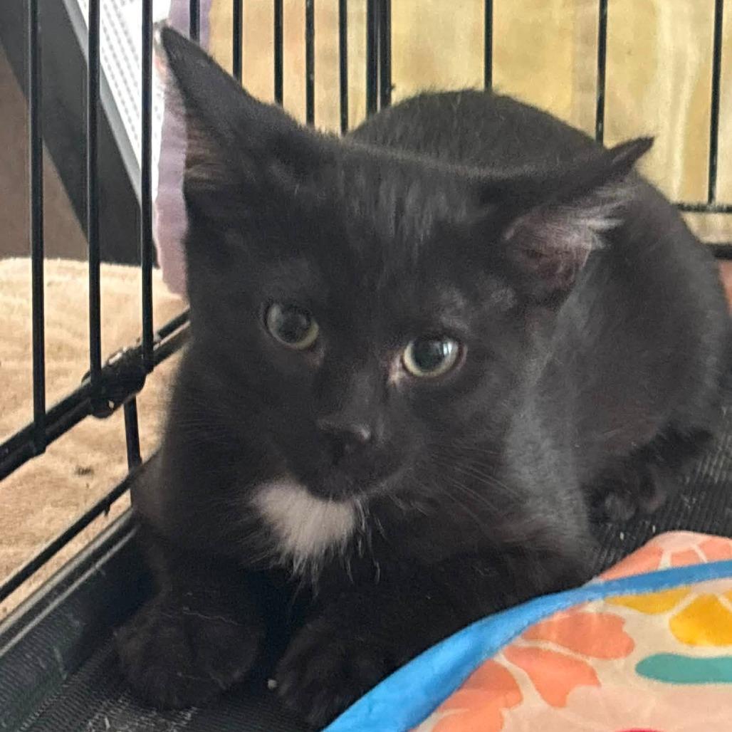 Enlarge Maxwell, a Adoptable Domestic Short Hair in Wichita, KS image 6/6