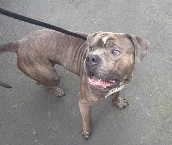 Bubba, a Adoptable mixed breed in Troutdale, OR image 1/2