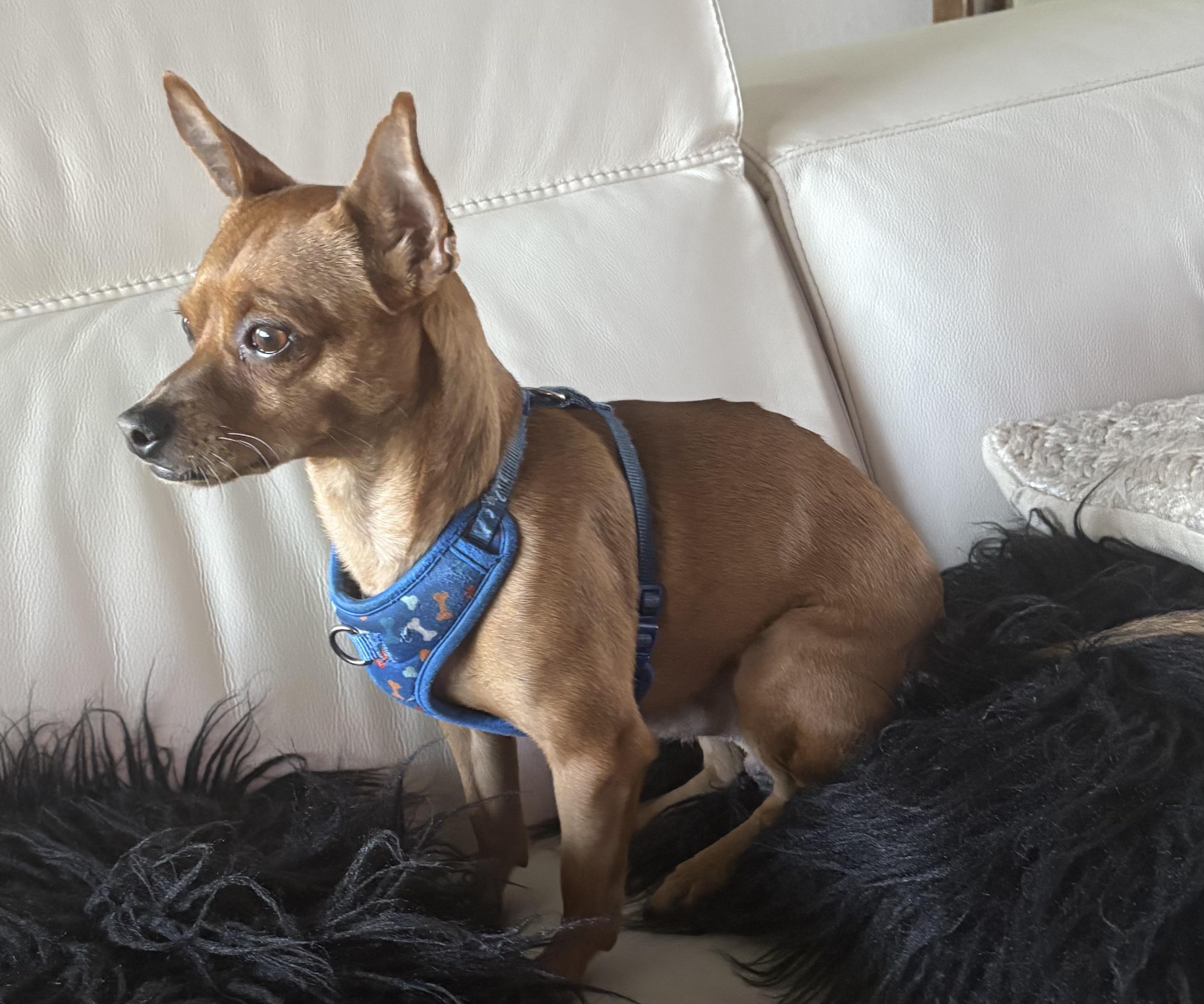 Eric the Red!!, a Adopted Chihuahua in Fort Myers Beach, FL image 1/2