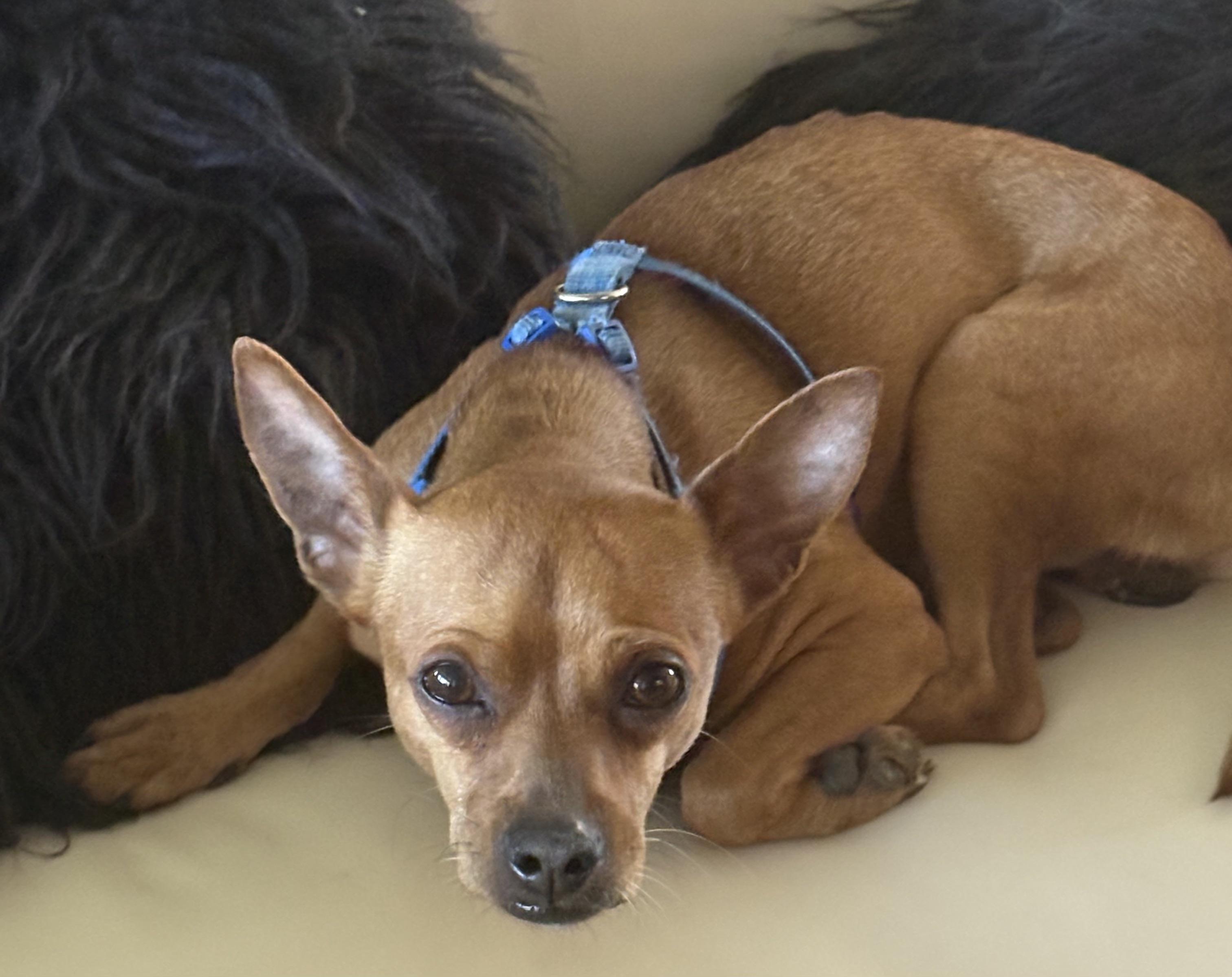 Eric the Red!!, a Adopted Chihuahua in Fort Myers Beach, FL image 2/2