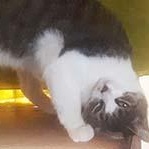 Reba, a Adoptable Tabby in Tiburon, CA image 3/3