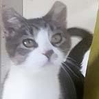 Reba, a Adoptable Tabby in Tiburon, CA image 1/3