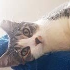 Reba, a Adoptable Tabby in Tiburon, CA image 2/3