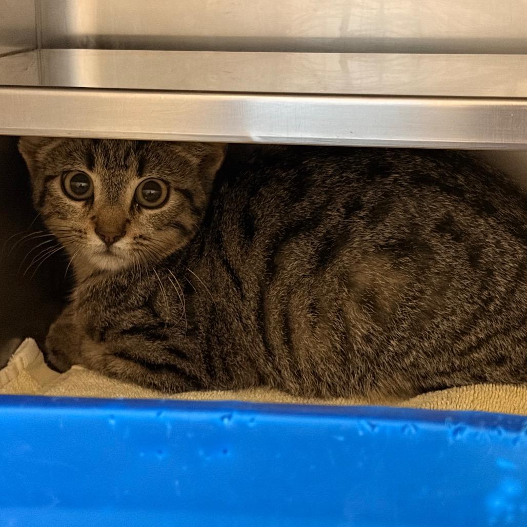 Enlarge Flamingo, a Adoptable Domestic Short Hair in Bristol, IN image 1/1