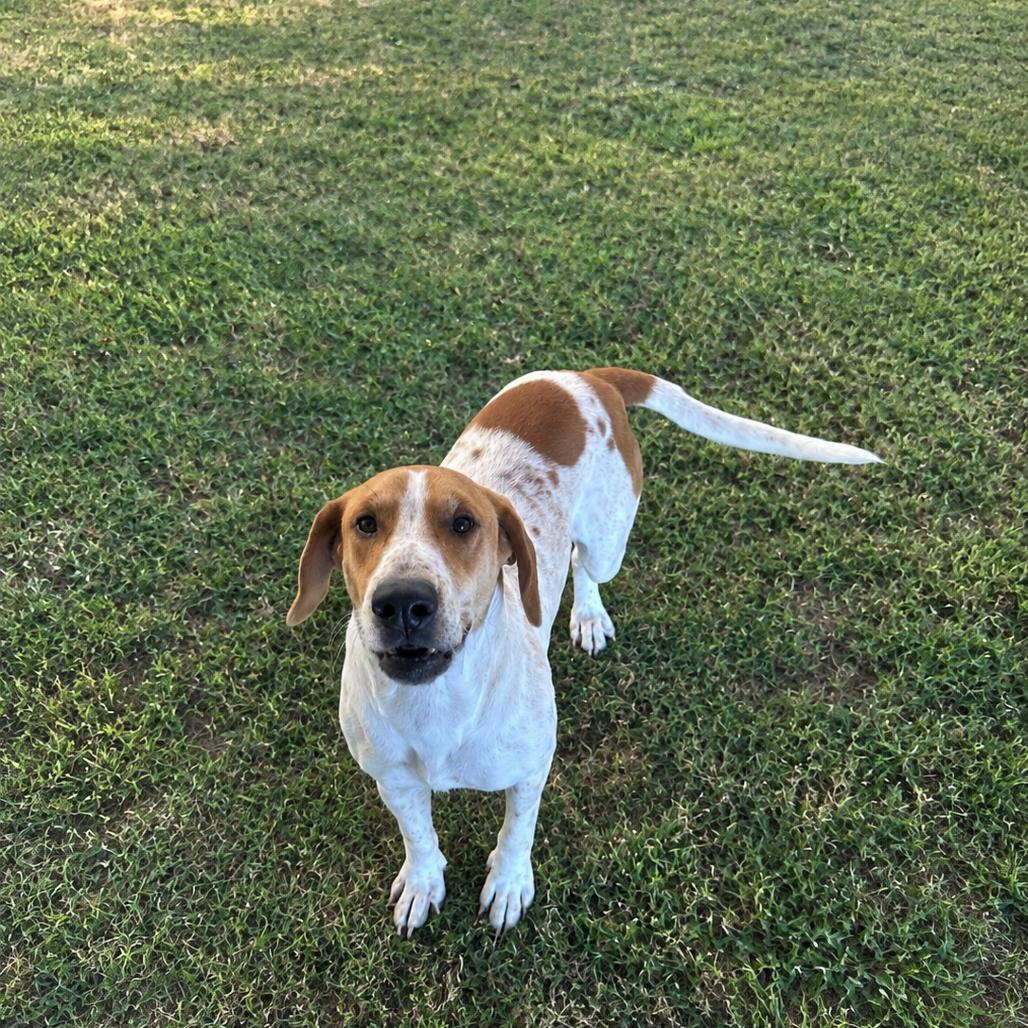 Enlarge Bently, a Adoptable mixed breed in Guntersville, AL image 1/1