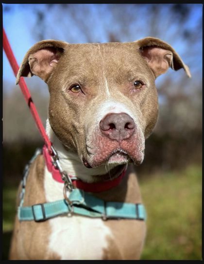 Deuce, an adoptable Terrier, Pit Bull Terrier in Annapolis, MD, 21403 | Photo Image 1