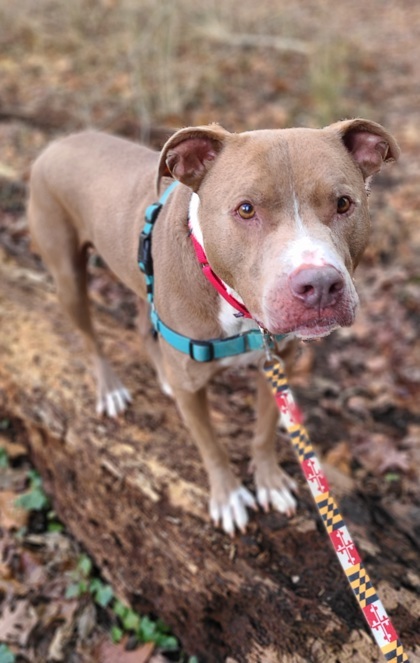 Deuce, an adoptable Terrier, Pit Bull Terrier in Annapolis, MD, 21403 | Photo Image 3