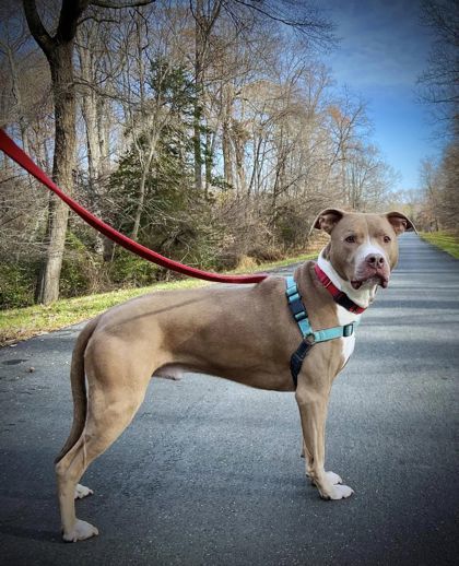 Deuce, an adoptable Terrier, Pit Bull Terrier in Annapolis, MD, 21403 | Photo Image 2