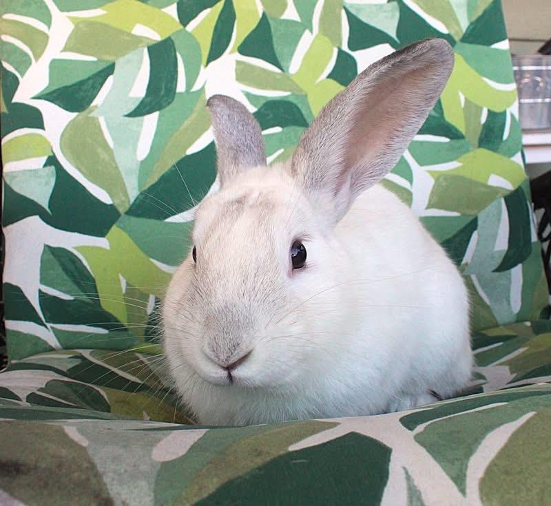 Enlarge Monty, a Adoptable American in Hillside, NJ image 2/4
