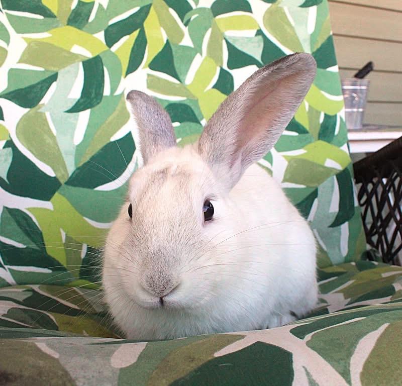 Enlarge Monty, a Adoptable American in Hillside, NJ image 4/4