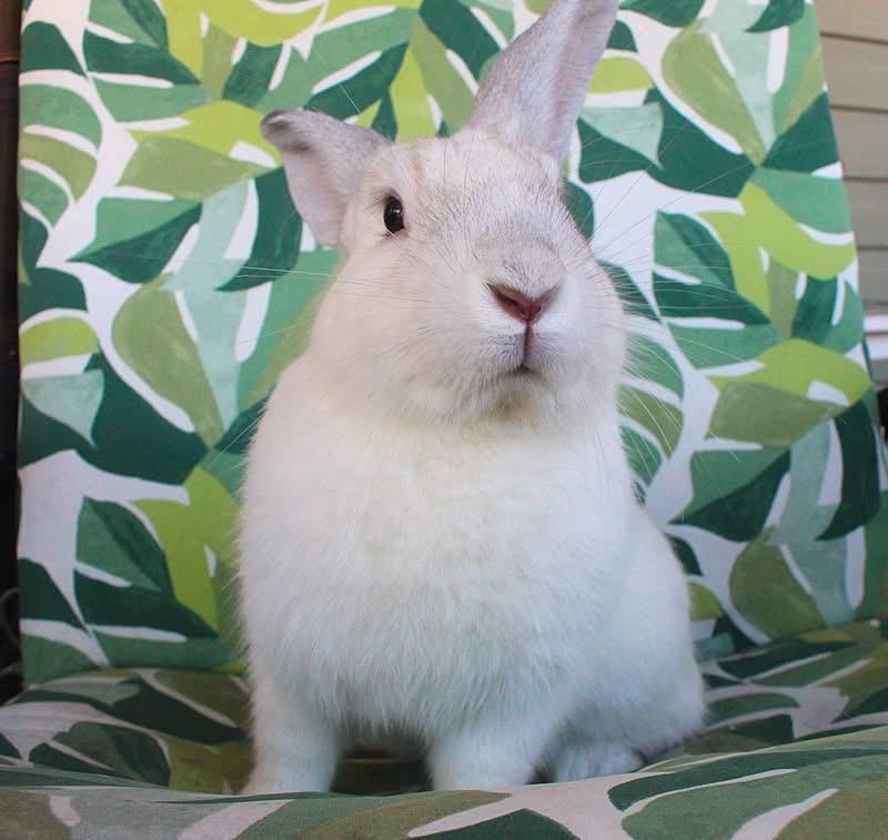 Enlarge Monty, a Adoptable American in Hillside, NJ image 3/4
