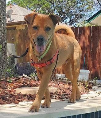 Enlarge SORRELL, a Adoptable mixed breed in San Antonio, TX image 2/3
