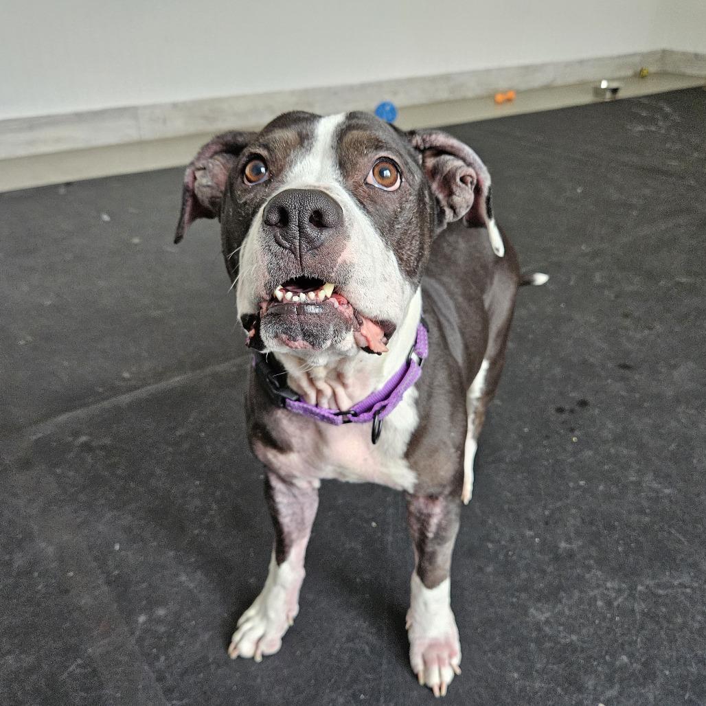 Emerie, Adoptable, Adult Female Boxer & Pit Bull Terrier.