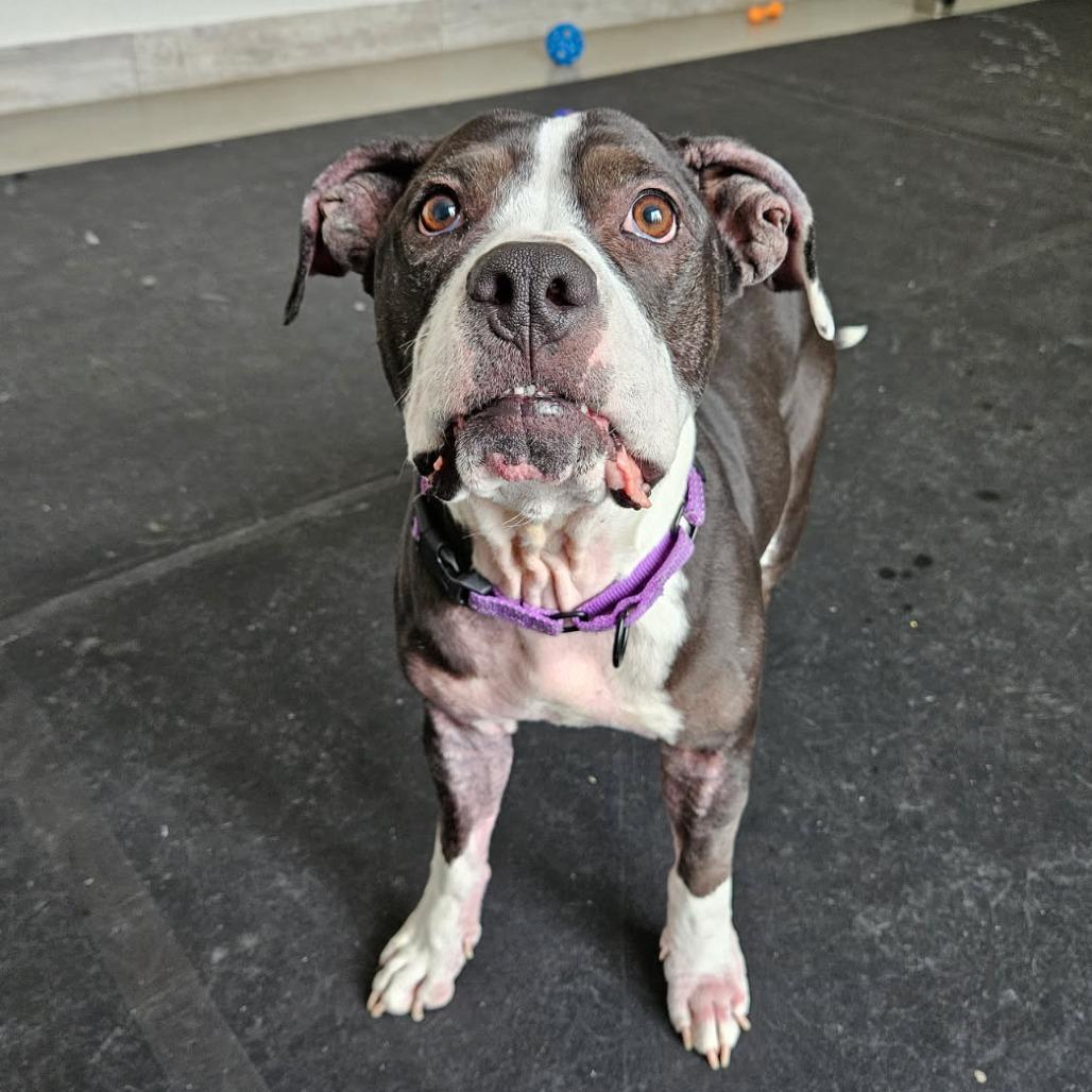 Emerie, Adoptable, Adult Female Boxer & Pit Bull Terrier.