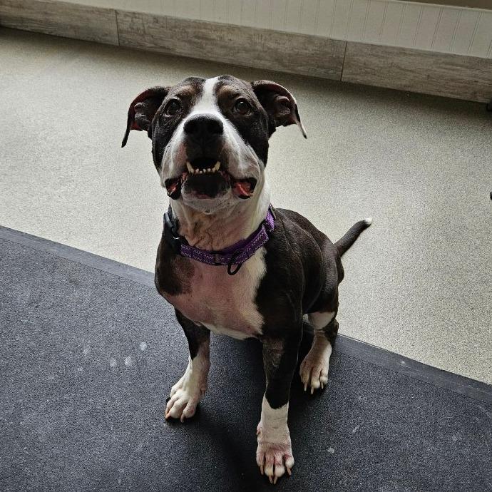 Enlarge Emerie, a Adoptable mixed breed in Concord, NH image 2/4