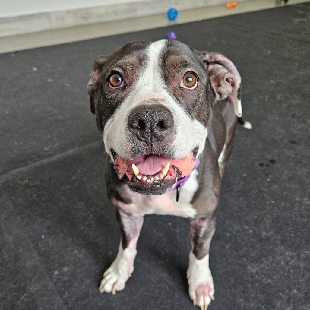 Enlarge Emerie, a Adoptable mixed breed in Concord, NH image 3/4