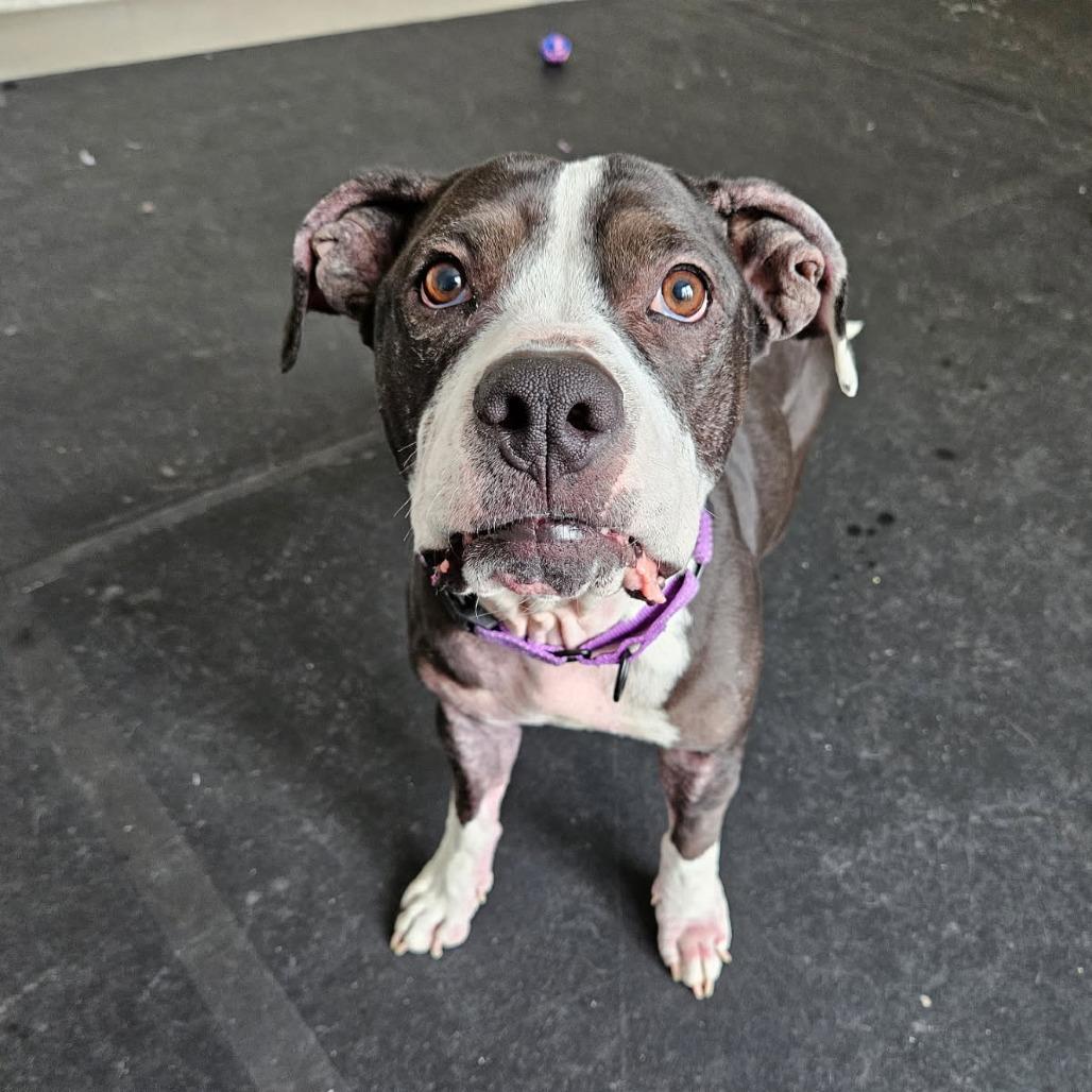 Enlarge Emerie, a Adoptable mixed breed in Concord, NH image 4/4