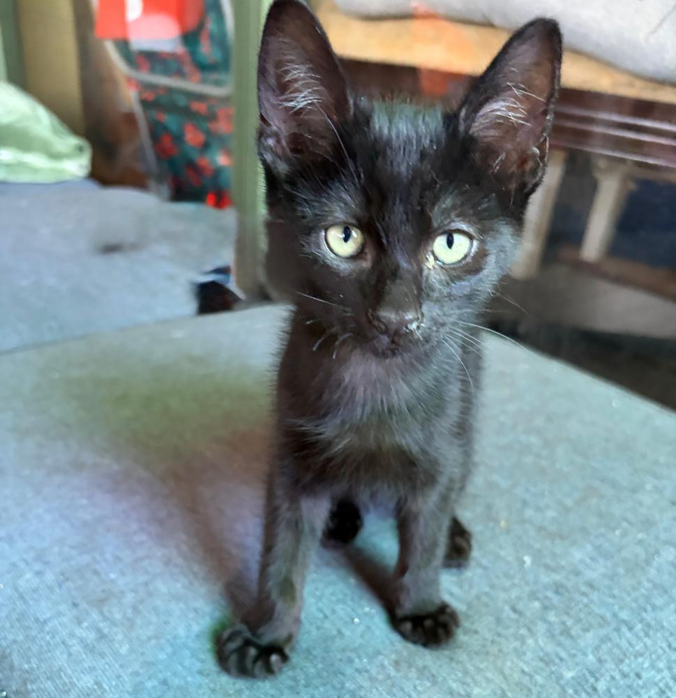 Enlarge JS kitten 7, a Adoptable Domestic Short Hair in Redlands, CA image 1/1