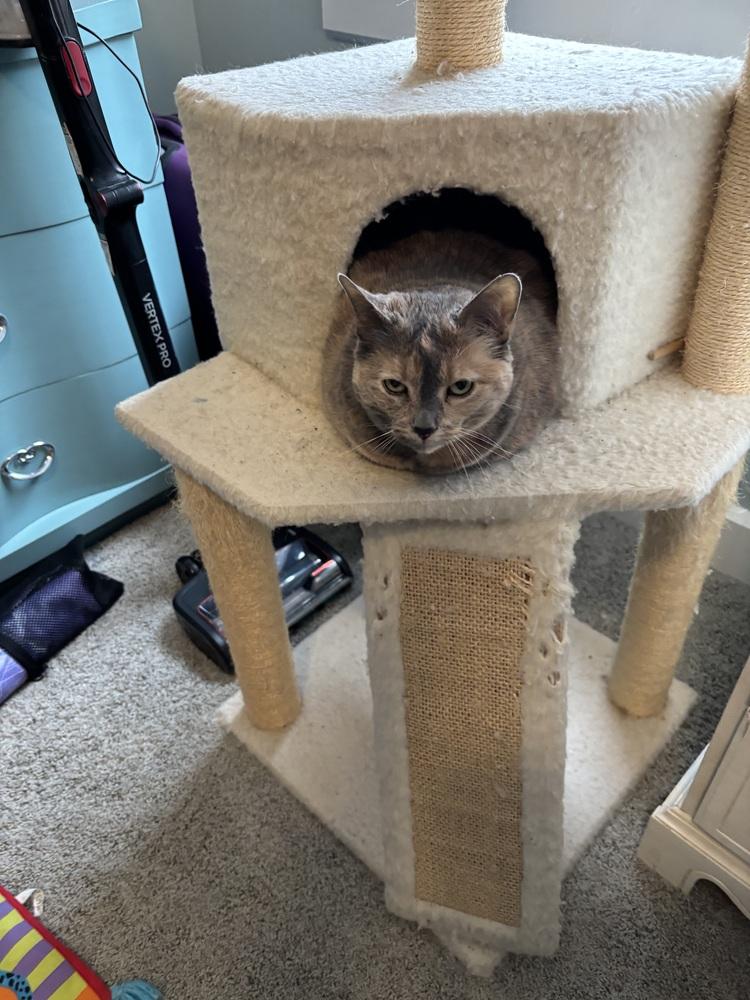 Cookie, a Adoptable Domestic Medium Hair in Springdale, PA image 1/6