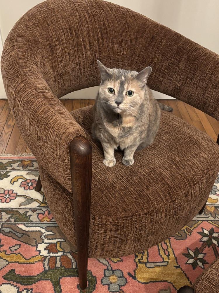 Cookie, a Adoptable Domestic Medium Hair in Springdale, PA image 2/6