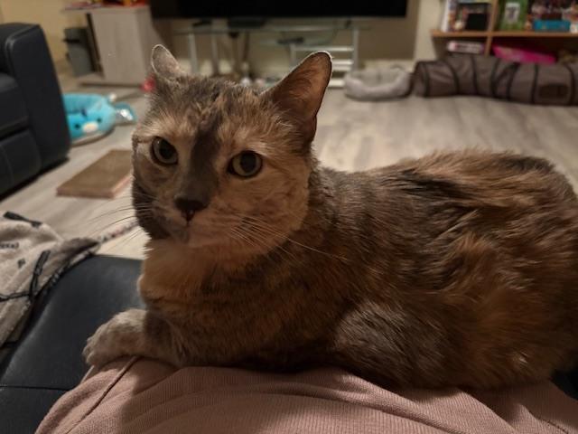 Cookie, a Adoptable Domestic Medium Hair in Springdale, PA image 3/6
