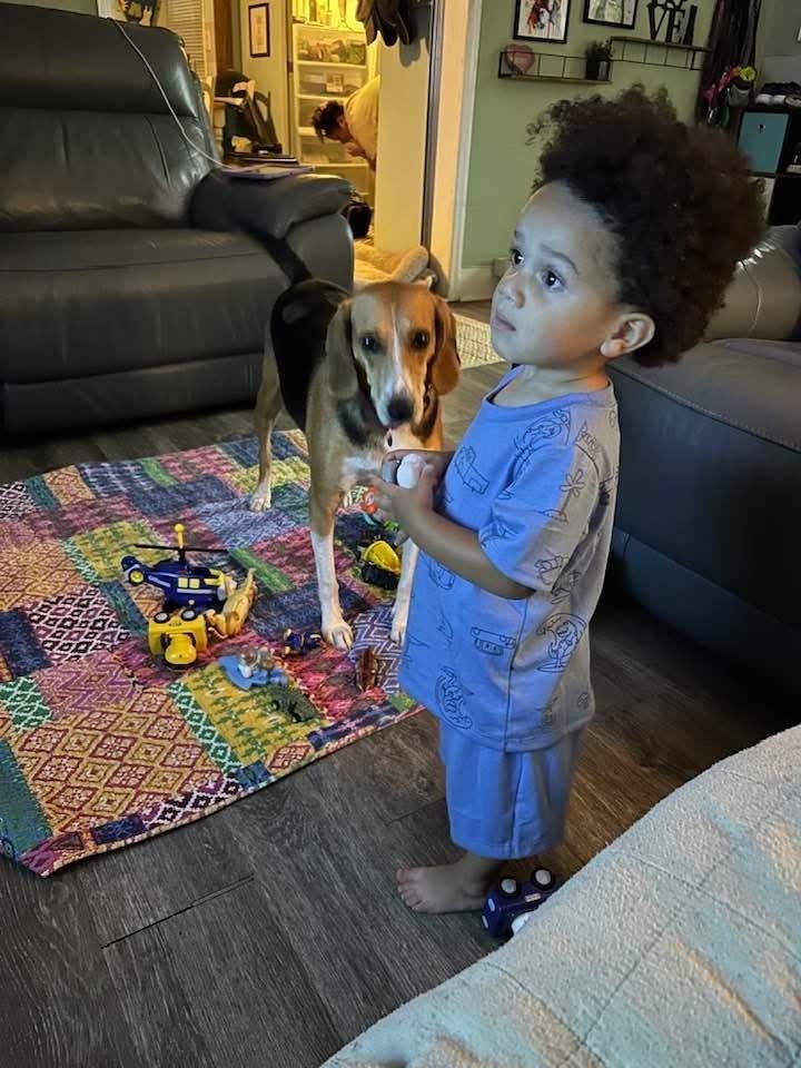 Enlarge Willow, a Adoptable mixed breed in Youngsville, NC image 1/6