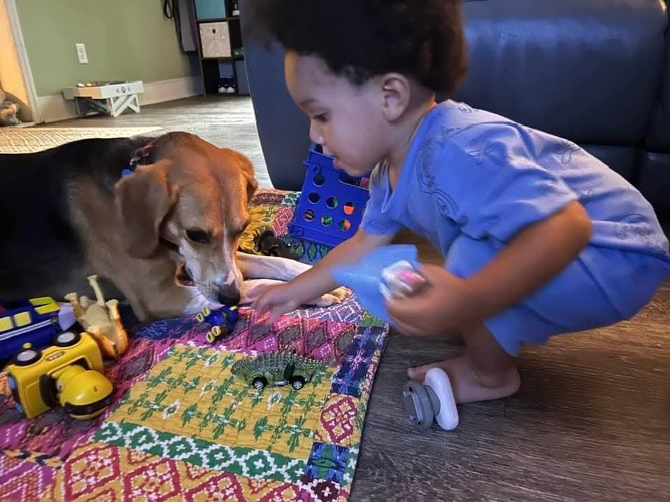 Enlarge Willow, a Adoptable mixed breed in Youngsville, NC image 2/6