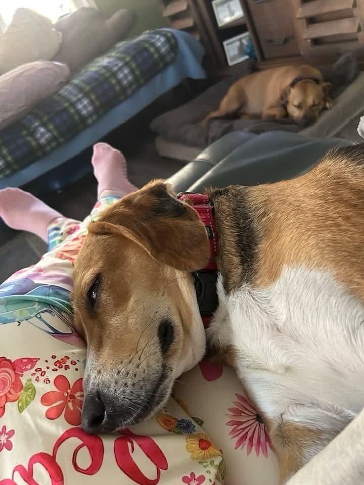 Enlarge Willow, a Adoptable mixed breed in Youngsville, NC image 3/6