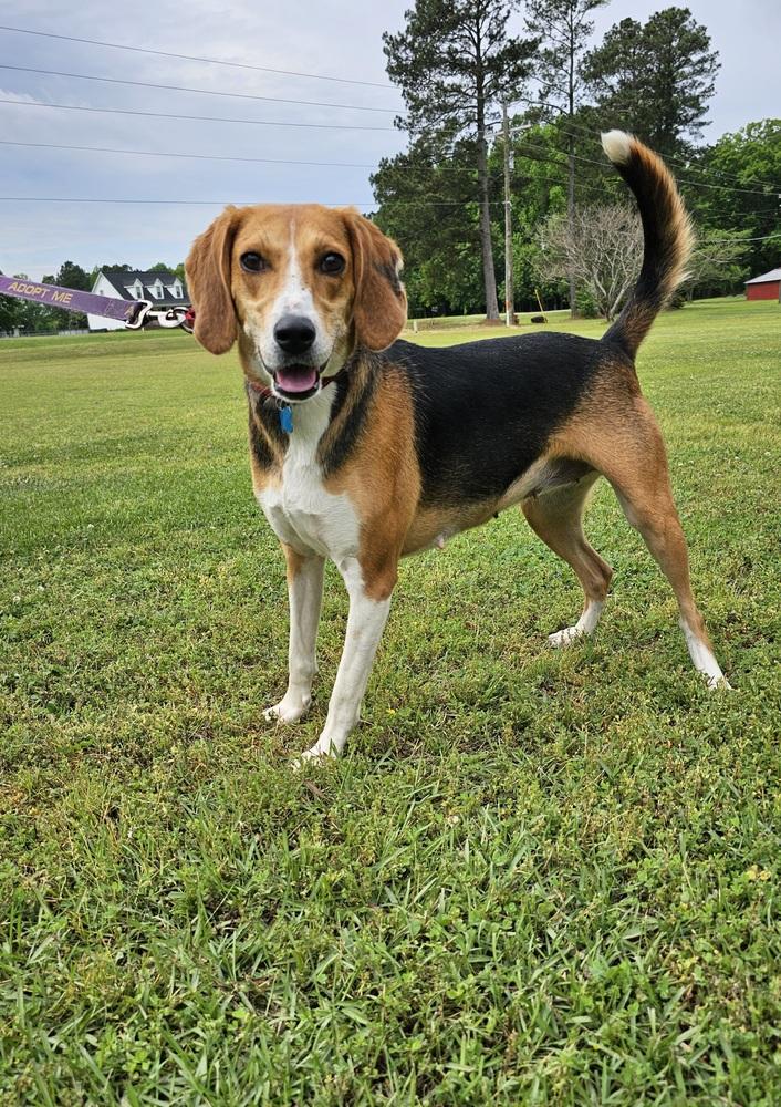 Willow, Adoptable, Young Female Treeing Walker Coonhound.