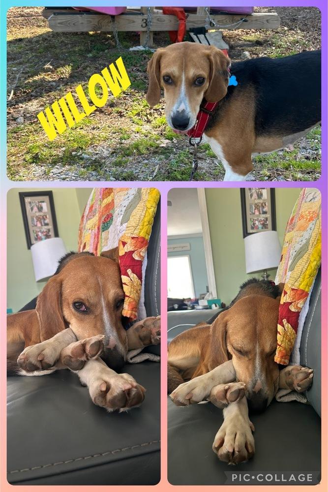 Enlarge Willow, a Adoptable mixed breed in Youngsville, NC image 5/6