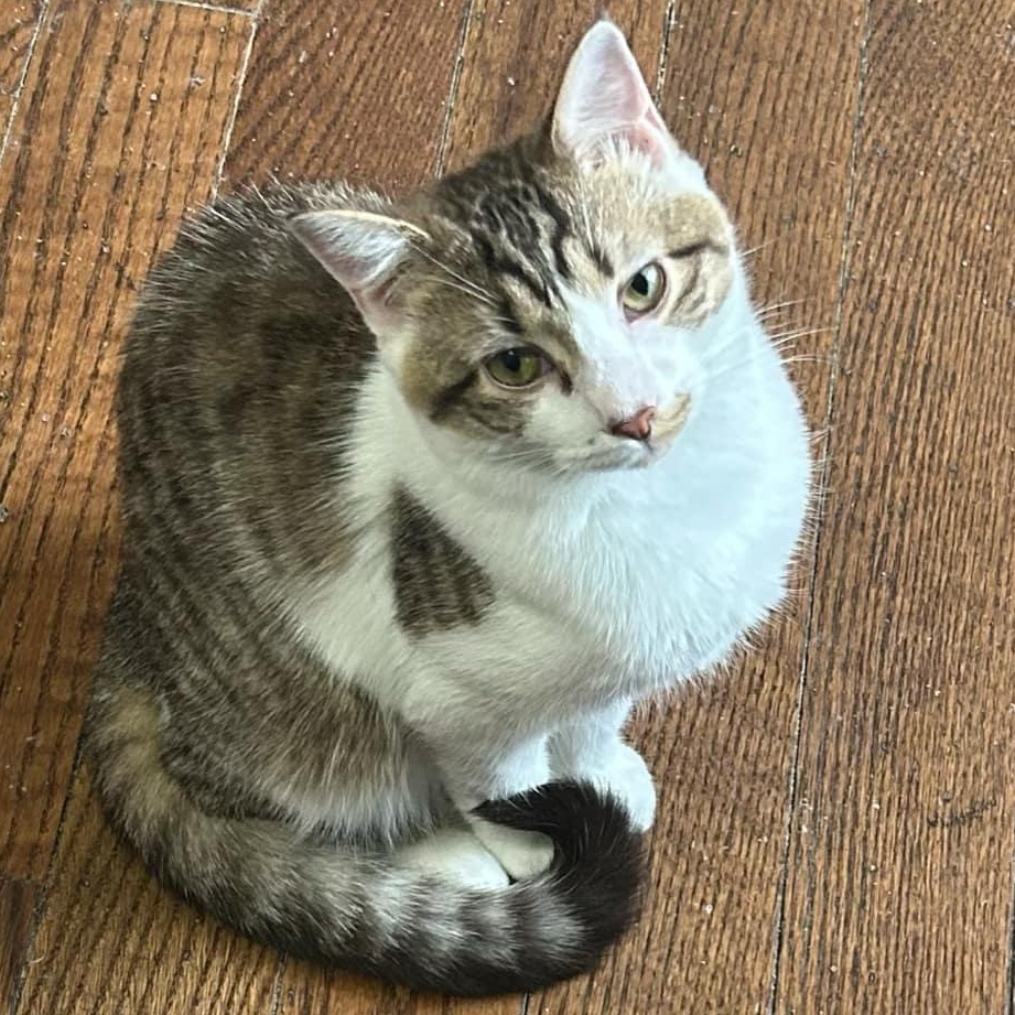 Carly, a Adoptable mixed breed in Yardley, PA image 4/6