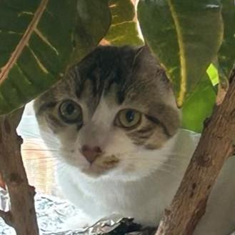 Carly, Adoptable, Young Female Tabby & Domestic Short Hair.