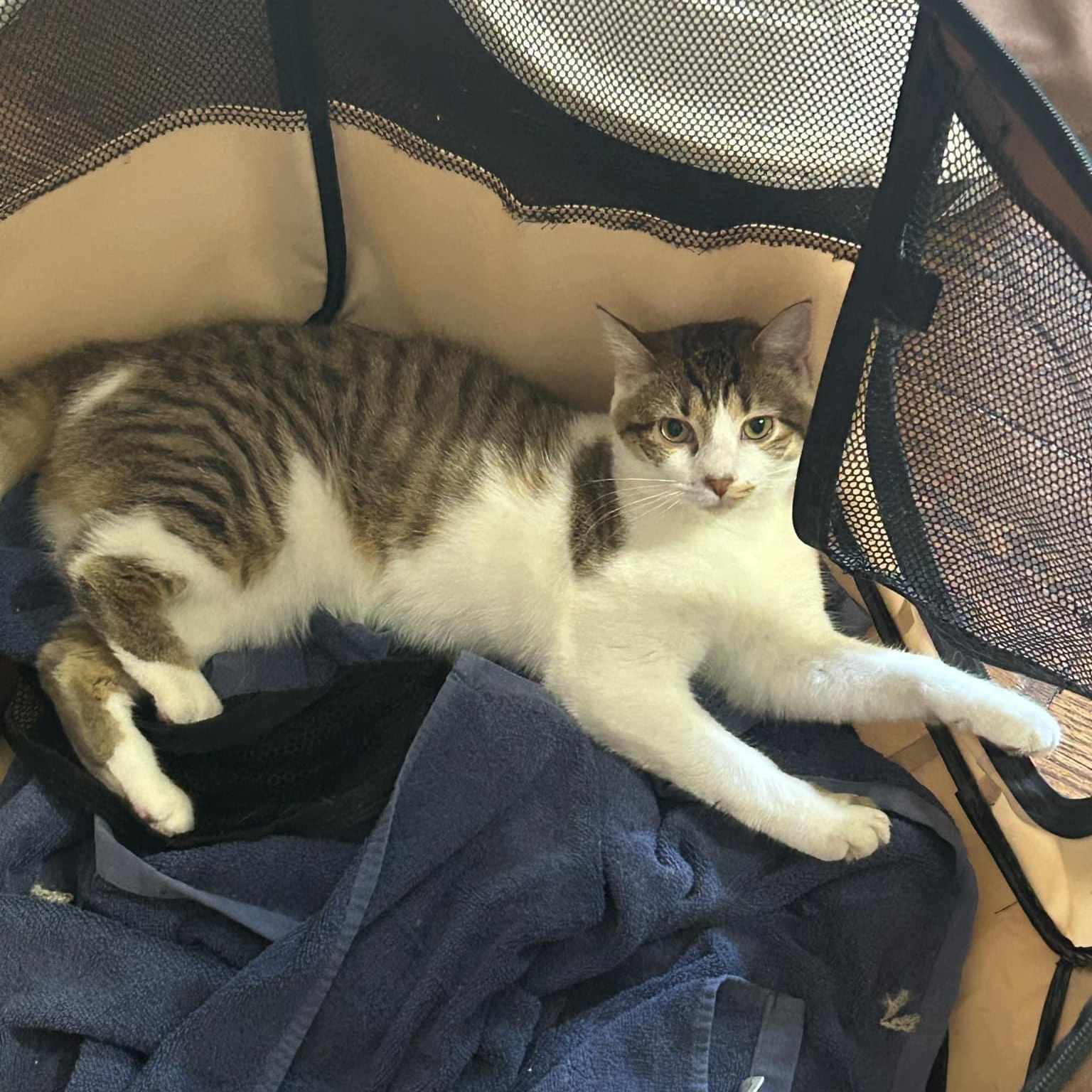 Carly, a Adoptable mixed breed in Yardley, PA image 6/6