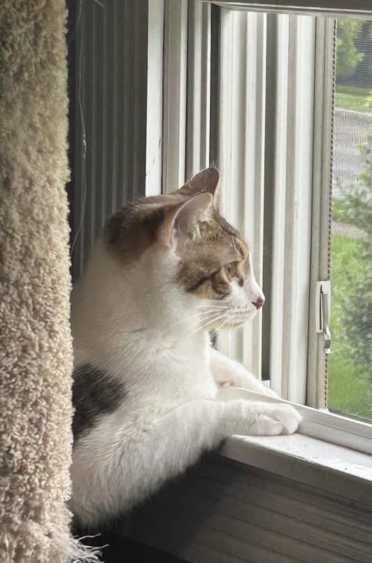 Carly, a Adoptable mixed breed in Yardley, PA image 3/6