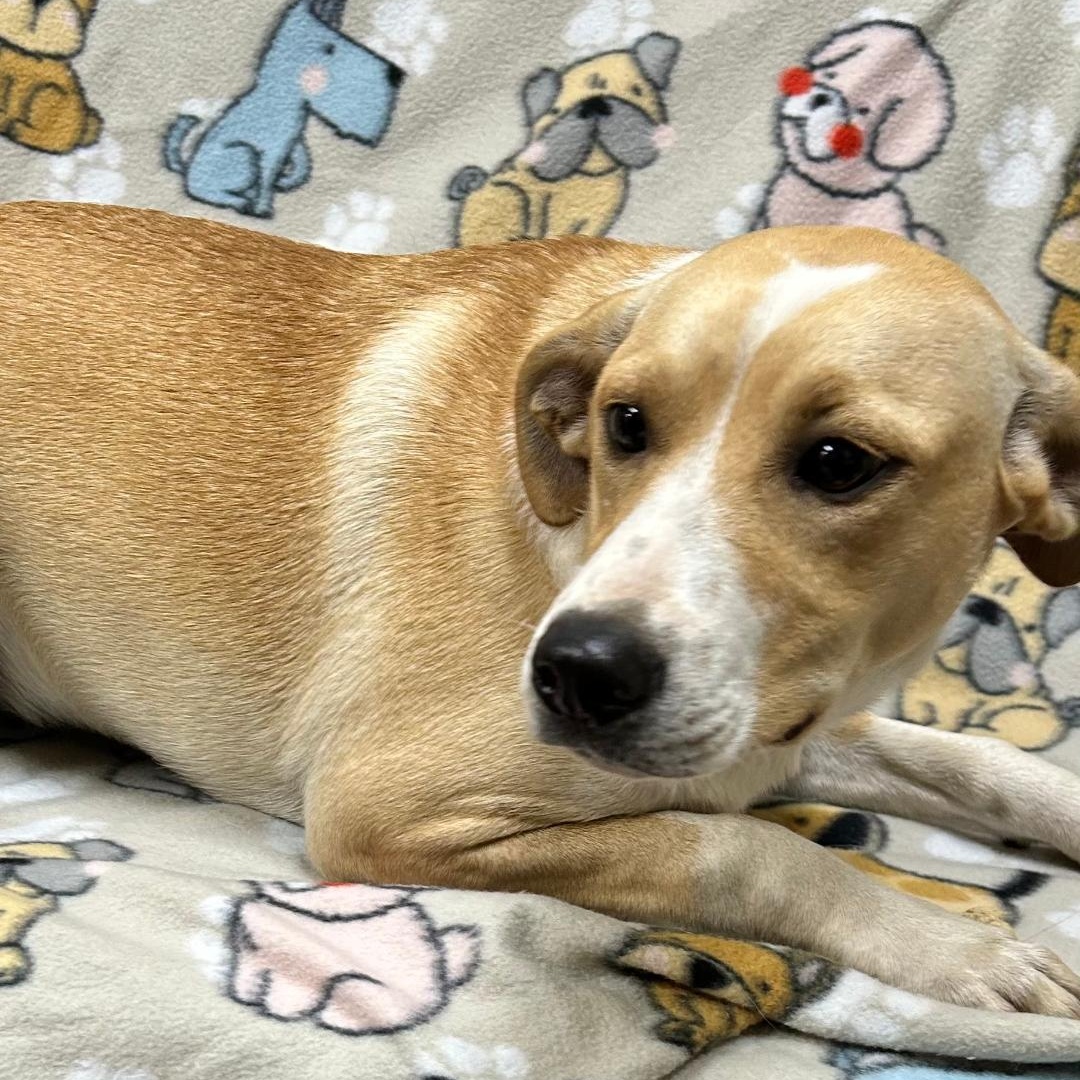 Enlarge Abby, a Adoptable mixed breed in Bartonsville, PA image 2/5